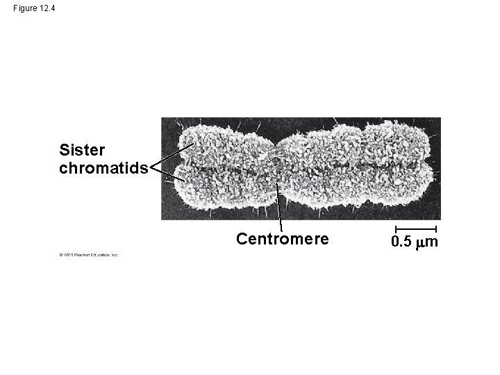 Figure 12. 4 Sister chromatids Centromere 0. 5 m 