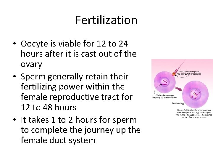 Fertilization • Oocyte is viable for 12 to 24 hours after it is cast