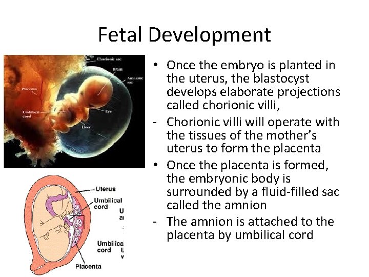 Fetal Development • Once the embryo is planted in the uterus, the blastocyst develops