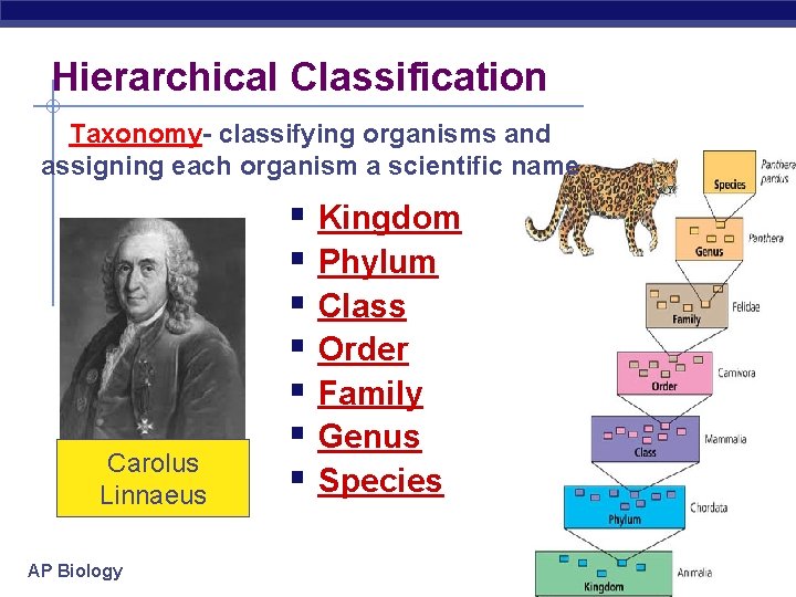 Hierarchical Classification Taxonomy- classifying organisms and assigning each organism a scientific name Carolus Linnaeus