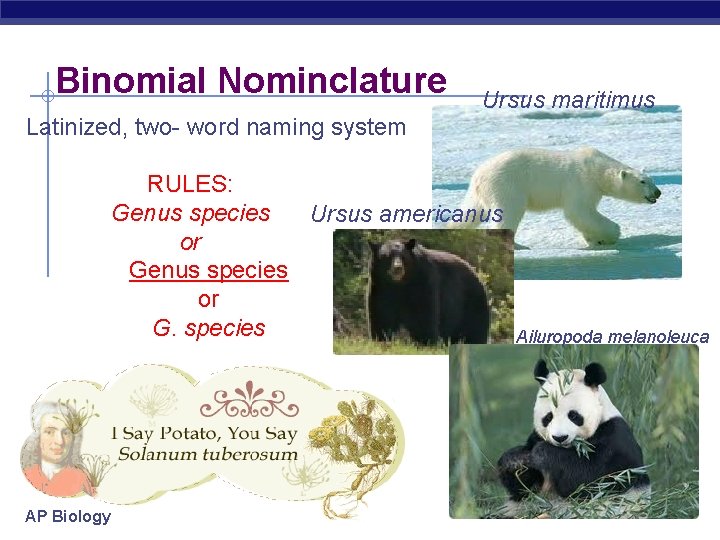 Binomial Nominclature Ursus maritimus Latinized, two- word naming system RULES: Genus species Ursus americanus