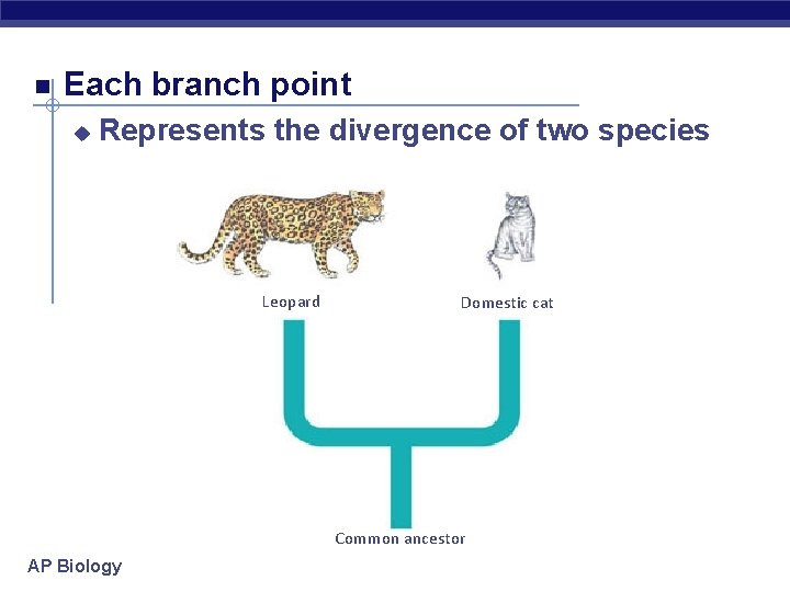  Each branch point u Represents the divergence of two species Leopard Domestic cat