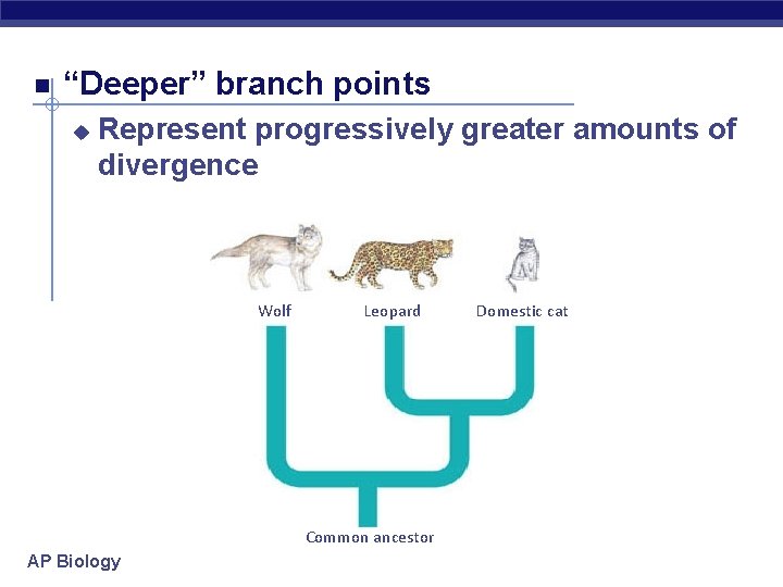  “Deeper” branch points u Represent progressively greater amounts of divergence Wolf Leopard Common