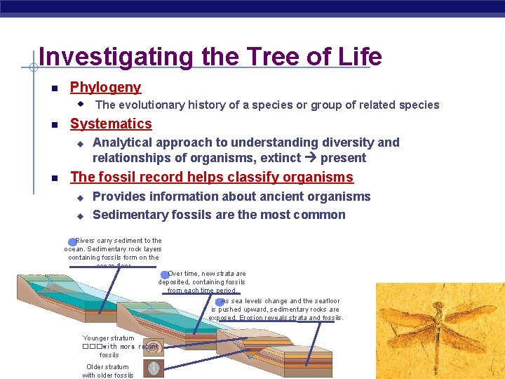 Investigating the Tree of Life Phylogeny w The evolutionary history of a species or