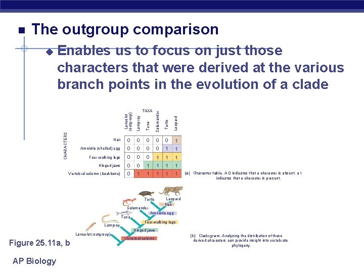 The outgroup comparison Enables us to focus on just those characters that were derived