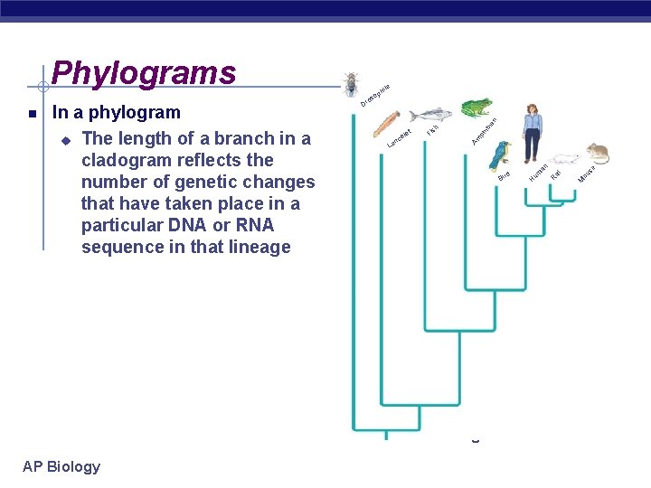 Phylograms ia n ph ib Figure 25. 12 AP Biology ou se M at