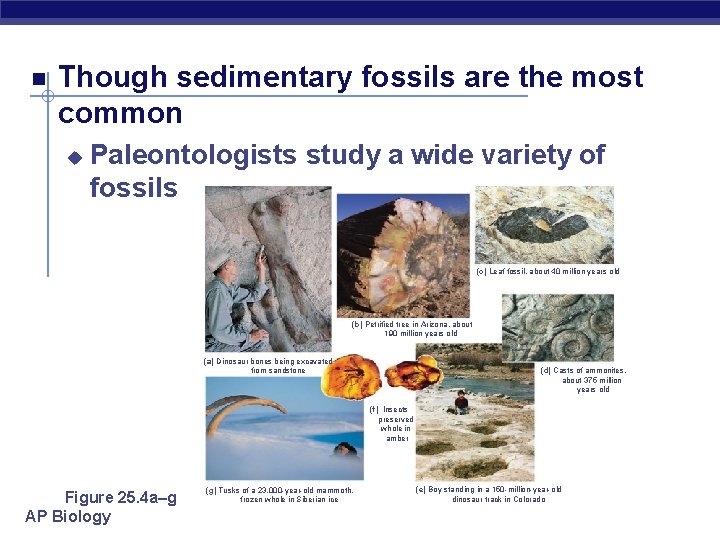  Though sedimentary fossils are the most common u Paleontologists study a wide variety
