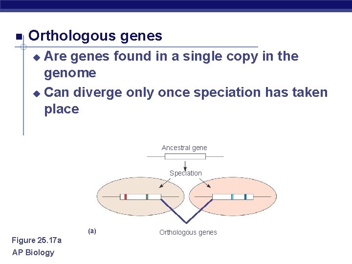  Orthologous genes Are genes found in a single copy in the genome u