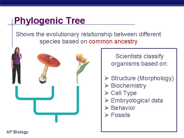 Phylogenic Tree Shows the evolutionary relationship between different species based on common ancestry Scientists