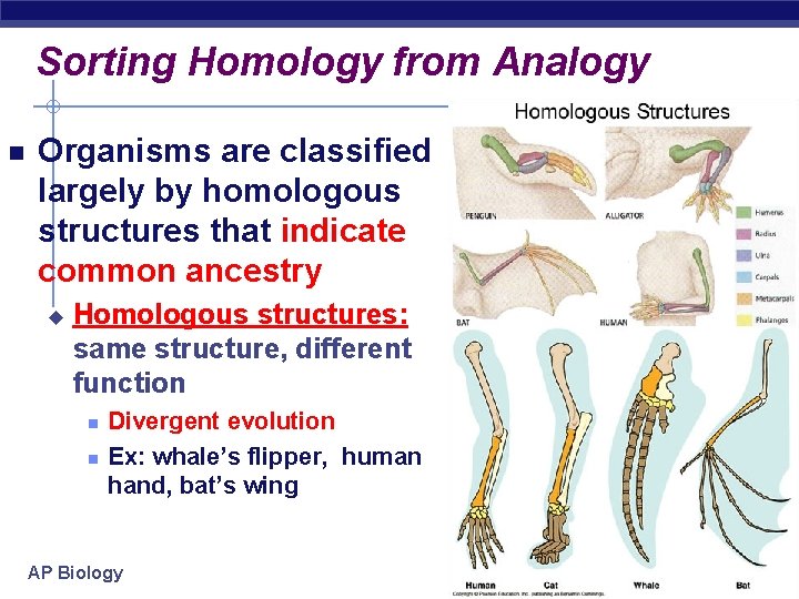 Sorting Homology from Analogy Organisms are classified largely by homologous structures that indicate common