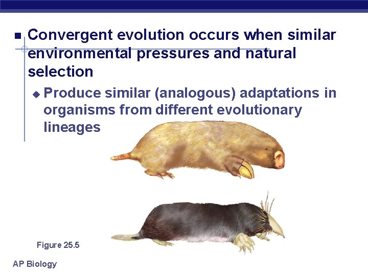  Convergent evolution occurs when similar environmental pressures and natural selection u Produce similar