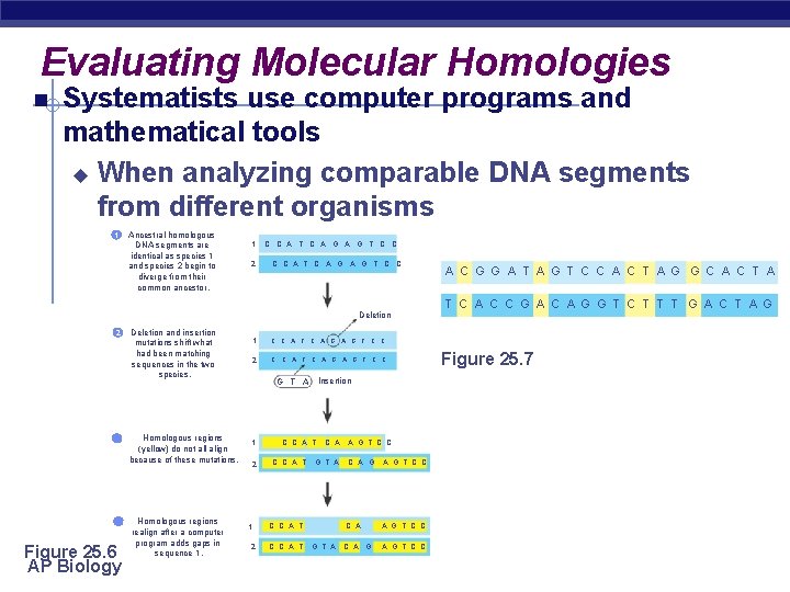 Evaluating Molecular Homologies Systematists use computer programs and mathematical tools u When analyzing comparable