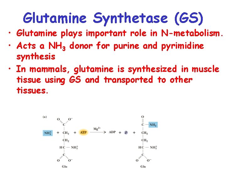 Glutamine Synthetase (GS) • Glutamine plays important role in N-metabolism. • Acts a NH