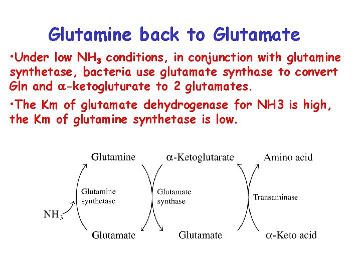 Glutamine back to Glutamate • Under low NH 3 conditions, in conjunction with glutamine