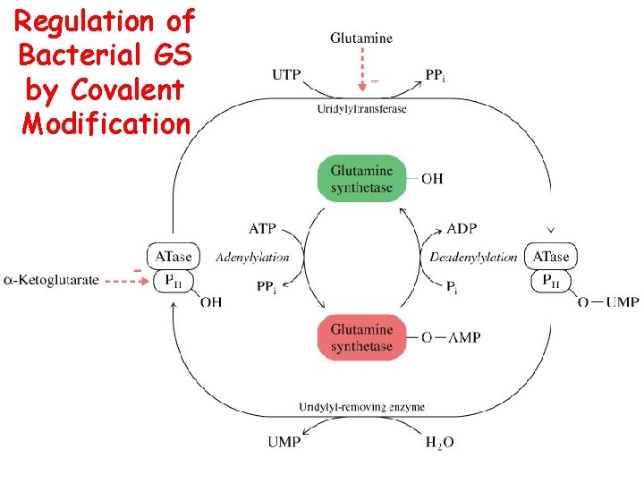 Regulation of Bacterial GS by Covalent Modification 