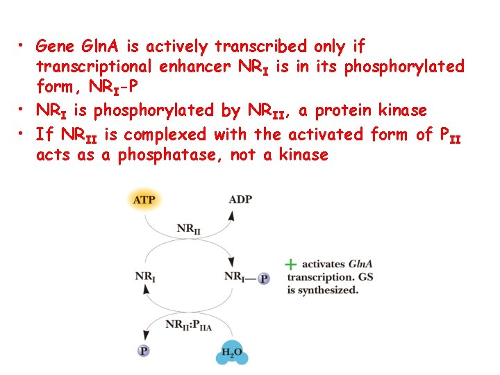  • Gene Gln. A is actively transcribed only if transcriptional enhancer NRI is