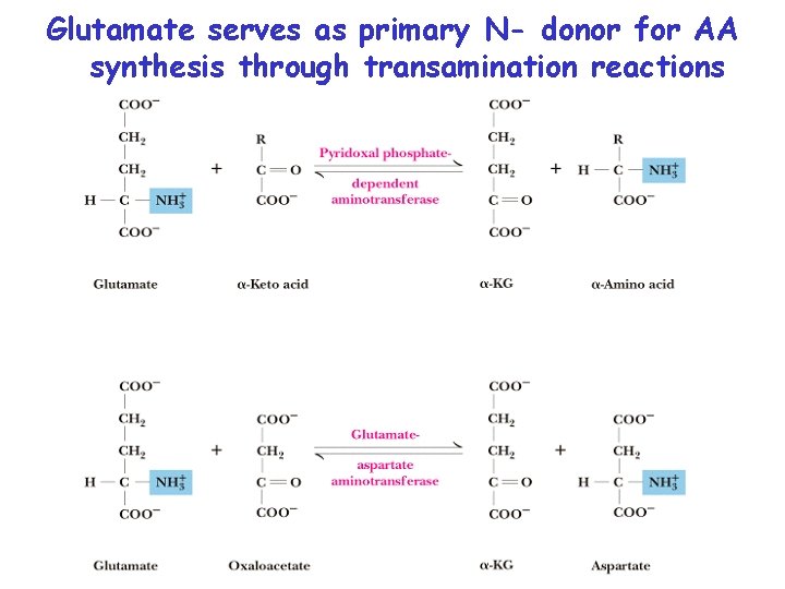 Glutamate serves as primary N- donor for AA synthesis through transamination reactions 
