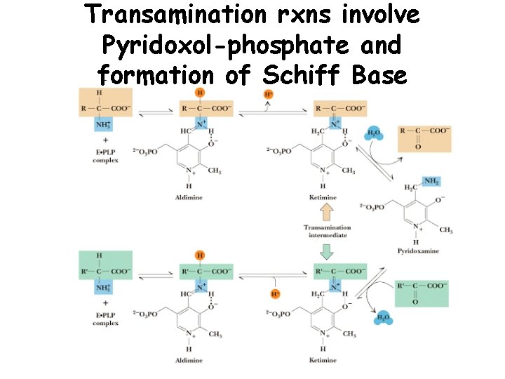 Transamination rxns involve Pyridoxol-phosphate and formation of Schiff Base 