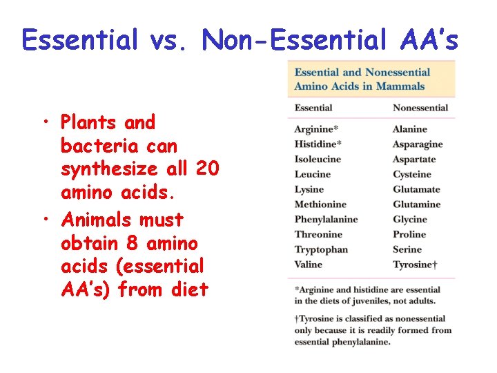 Essential vs. Non-Essential AA’s • Plants and bacteria can synthesize all 20 amino acids.