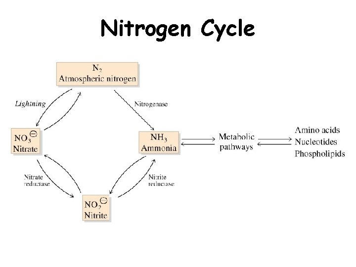 Nitrogen Cycle 