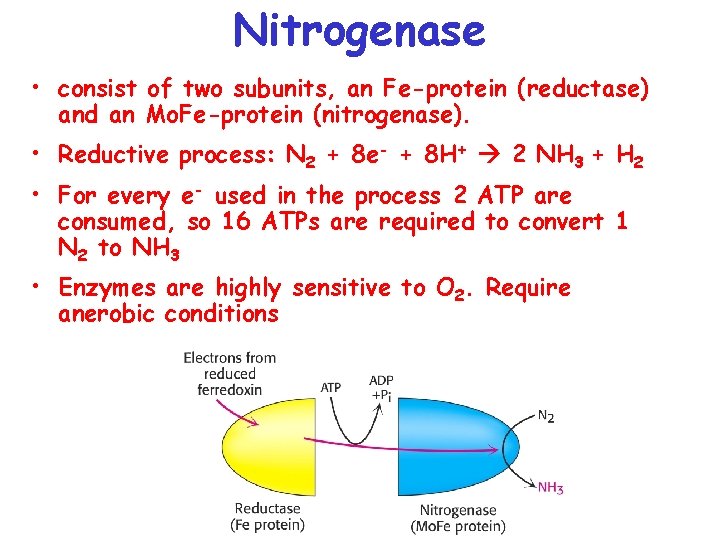 Nitrogenase • consist of two subunits, an Fe-protein (reductase) and an Mo. Fe-protein (nitrogenase).