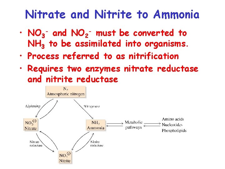 Nitrate and Nitrite to Ammonia • NO 3 - and NO 2 - must