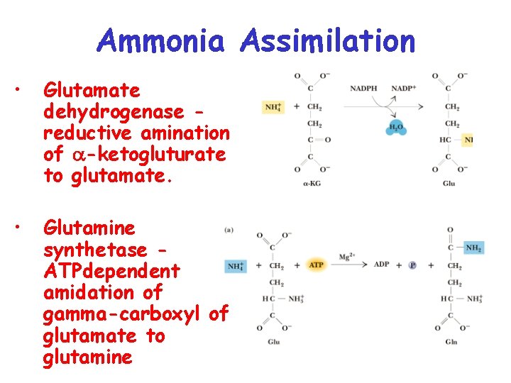 Ammonia Assimilation • Glutamate dehydrogenase reductive amination of a-ketogluturate to glutamate. • Glutamine synthetase