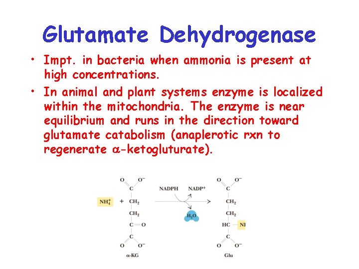 Glutamate Dehydrogenase • Impt. in bacteria when ammonia is present at high concentrations. •