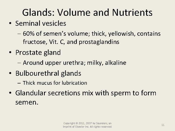 Glands: Volume and Nutrients • Seminal vesicles 60% of semen’s volume; thick, yellowish, contains
