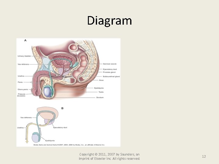 Diagram Copyright © 2011, 2007 by Saunders, an imprint of Elsevier Inc. All rights