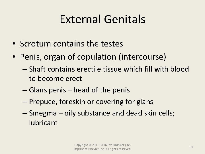 External Genitals • Scrotum contains the testes • Penis, organ of copulation (intercourse) –