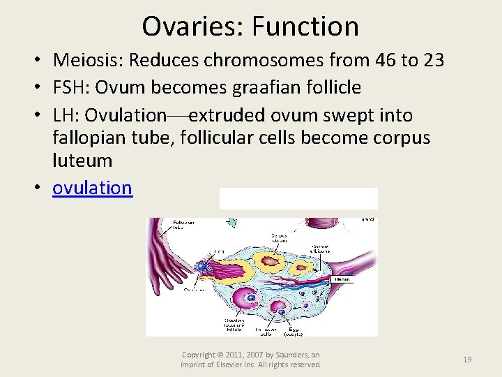 Ovaries: Function • Meiosis: Reduces chromosomes from 46 to 23 • FSH: Ovum becomes