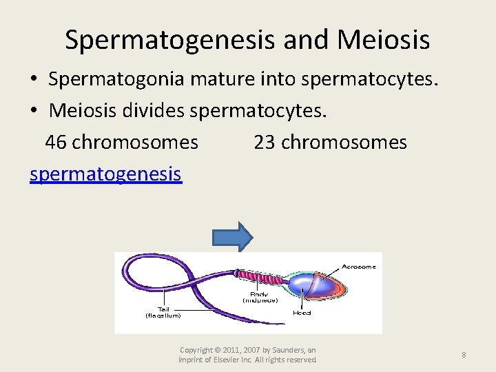 Spermatogenesis and Meiosis • Spermatogonia mature into spermatocytes. • Meiosis divides spermatocytes. 46 chromosomes