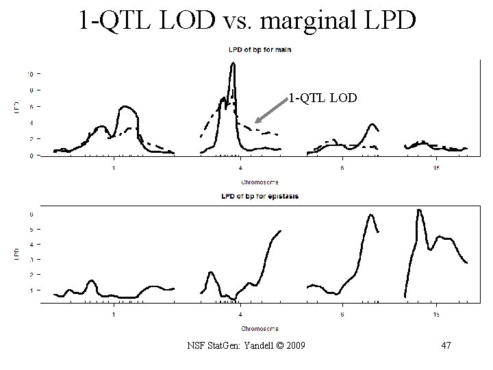 1 -QTL LOD vs. marginal LPD 1 -QTL LOD NSF Stat. Gen: Yandell ©