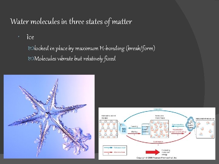Water molecules in three states of matter Ice locked in place by maximum H-bonding