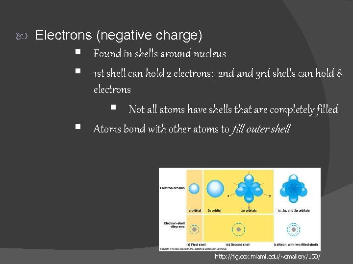  Electrons (negative charge) § Found in shells around nucleus § 1 st shell