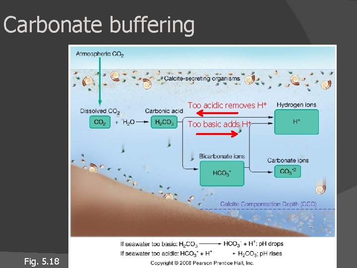 Carbonate buffering Too acidic removes H+ Too basic adds H+ Fig. 5. 18 