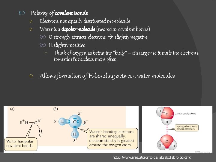  Polarity of covalent bonds ○ Electrons not equally distributed in molecule ○ Water