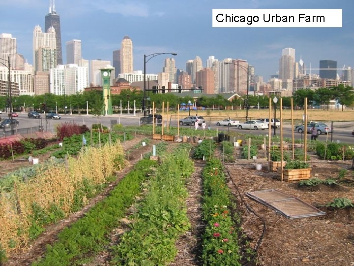 Chicago Urban Farm 12 