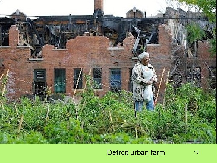 Detroit urban farm 13 