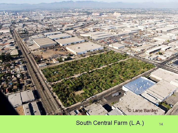 South Central Farm (L. A. ) 14 