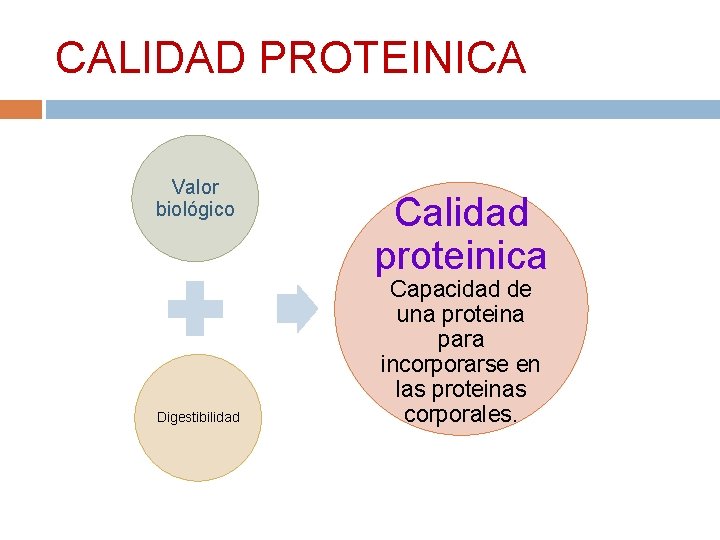 CALIDAD PROTEINICA Valor biológico Digestibilidad Calidad proteinica Capacidad de una proteina para incorporarse en
