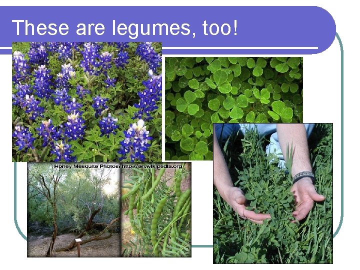 These are legumes, too! 