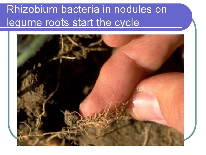 Rhizobium bacteria in nodules on legume roots start the cycle 