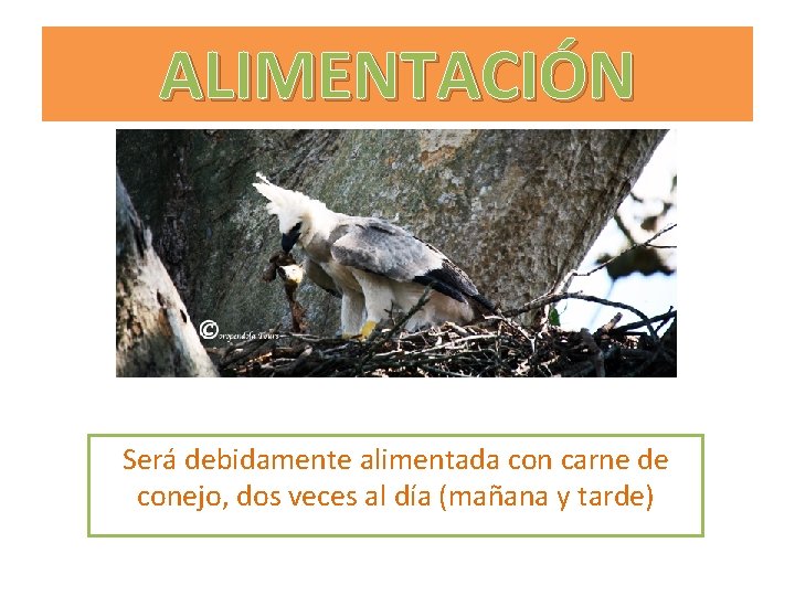 ALIMENTACIÓN Será debidamente alimentada con carne de conejo, dos veces al día (mañana y