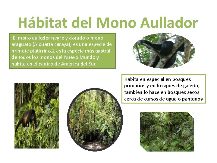 Hábitat del Mono Aullador El mono aullador negro y dorado o mono araguato (Alouatta