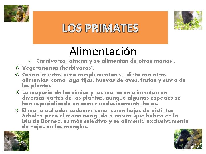 LOS PRIMATES Alimentación Carnívoros (atacan y se alimentan de otros monos). Vegetarianas (herbívoras). Cazan