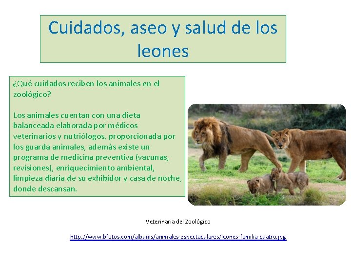 Cuidados, aseo y salud de los leones ¿Qué cuidados reciben los animales en el
