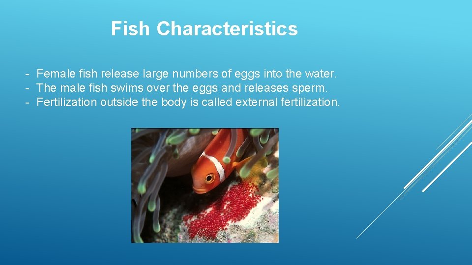 Fish Characteristics - Female fish release large numbers of eggs into the water. -