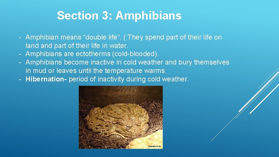 Section 3: Amphibians - Amphibian means “double life”. ( They spend part of their